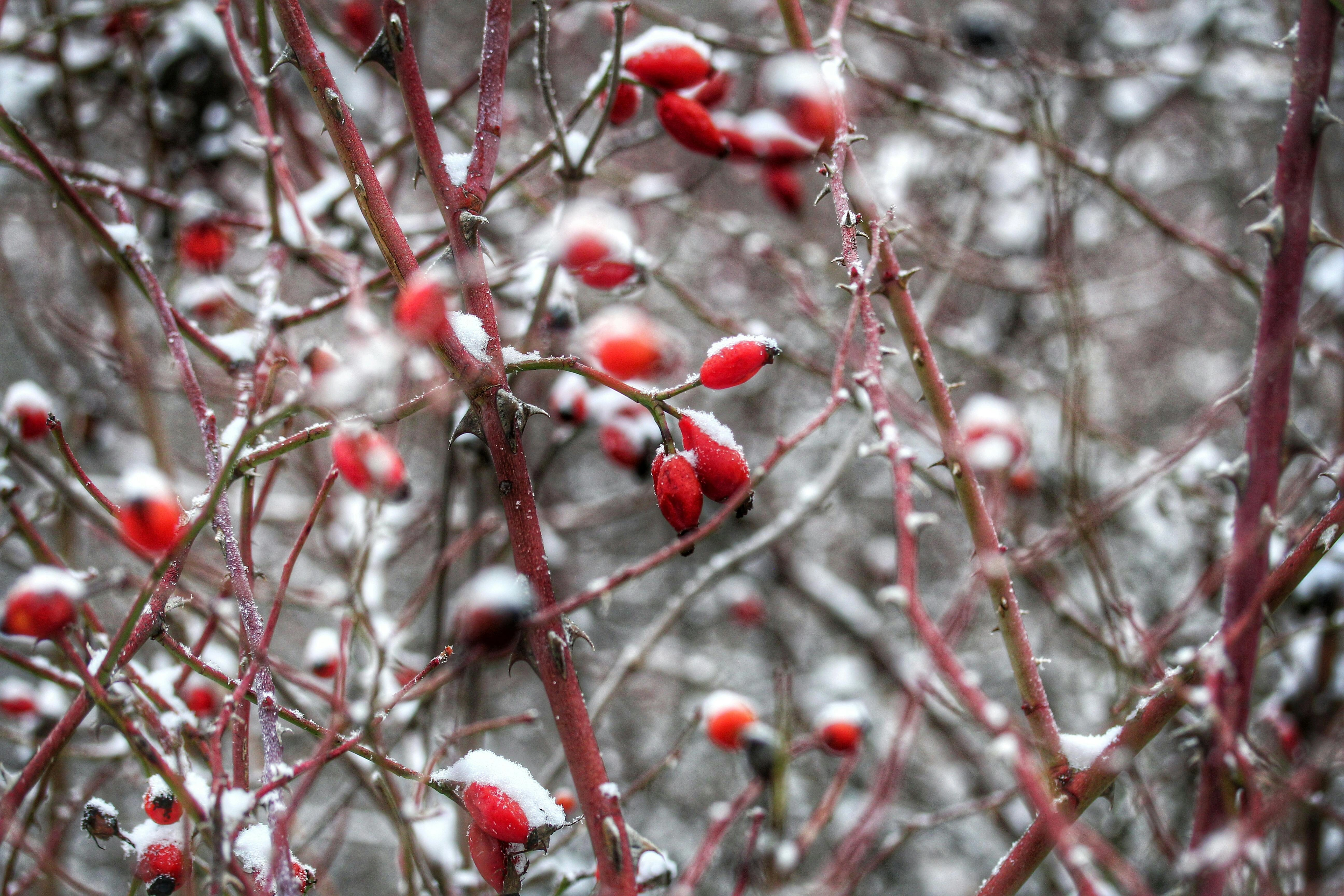 Snowy Red Winter Berries Snowy Red Winter Berries