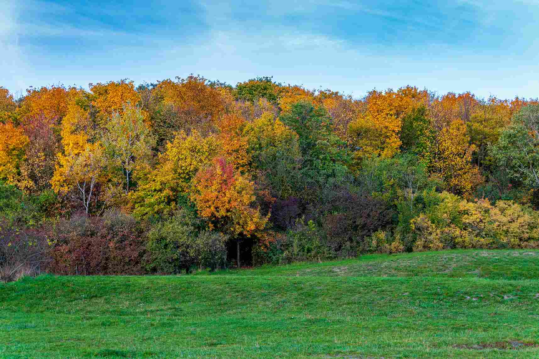 Vibrant Autumn Forest Edge Vibrant Autumn Forest Edge