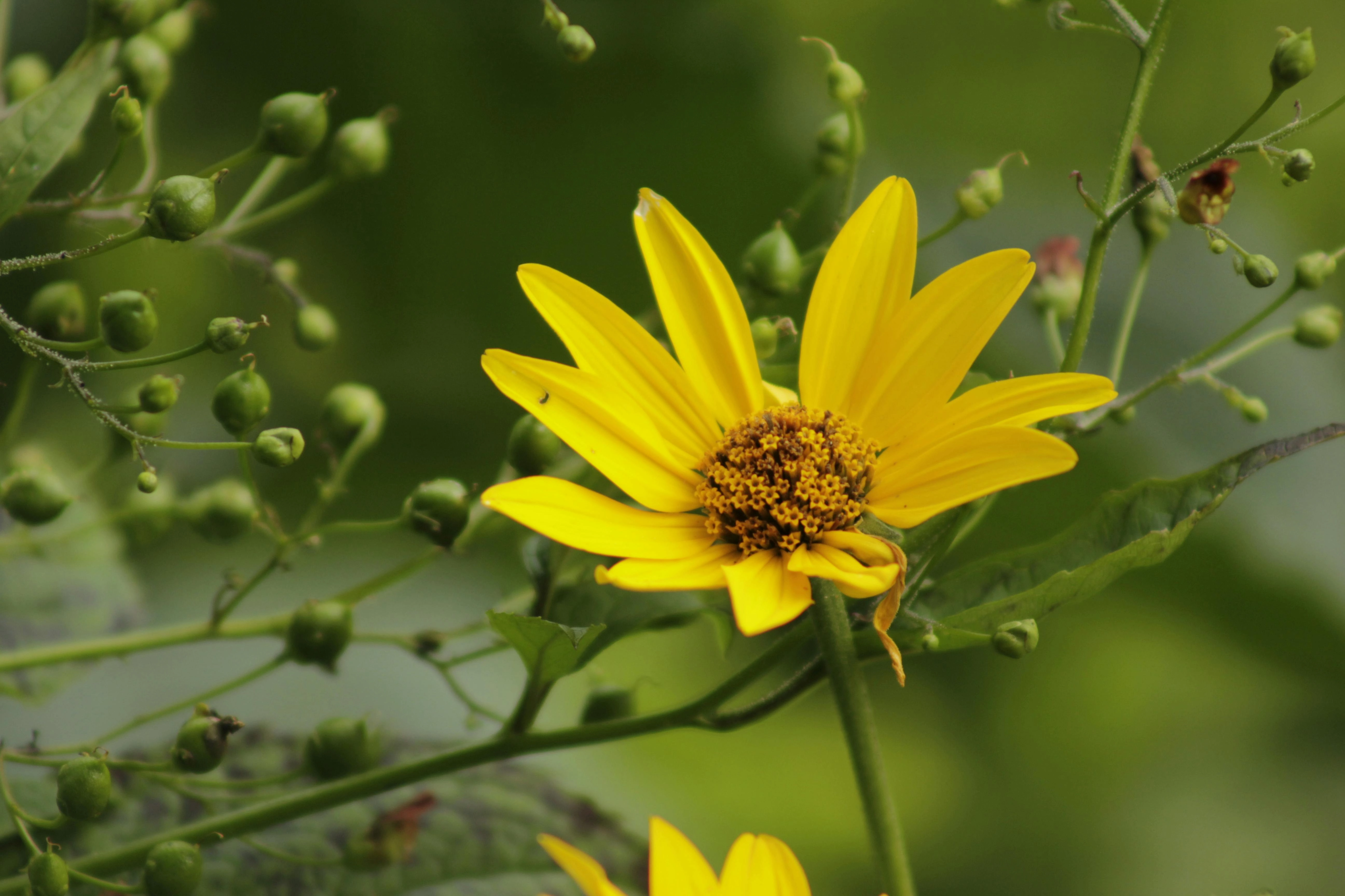 Vibrant Yellow Wildflower Bloom