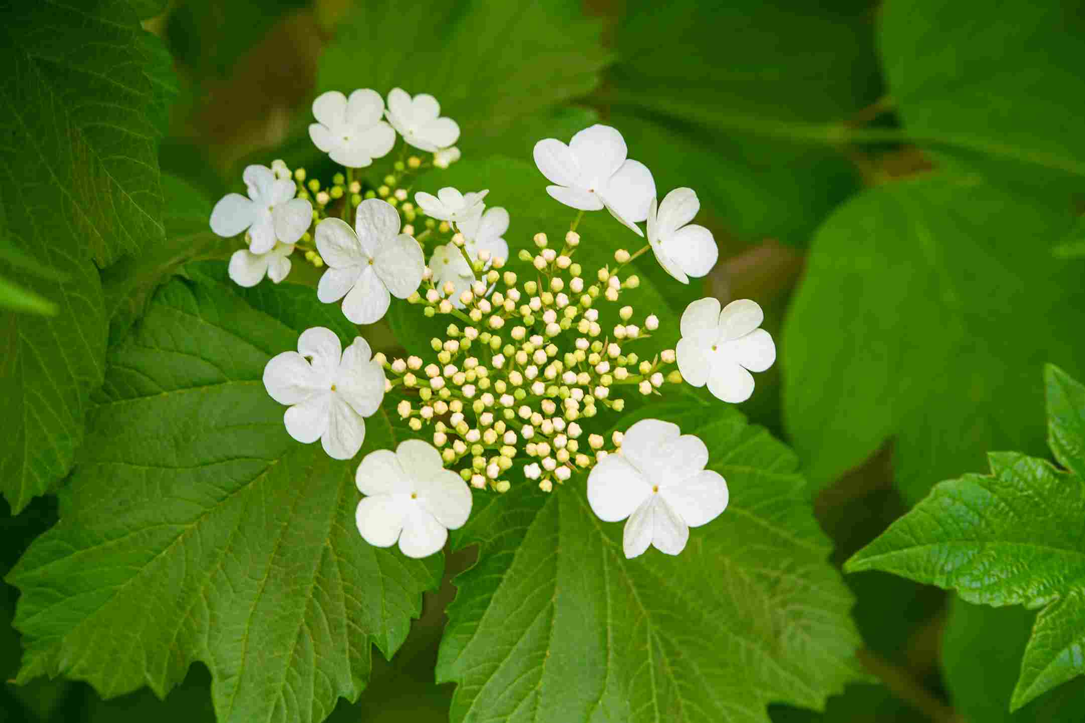 White Hydrangea in Bloom White Hydrangea in Bloom
