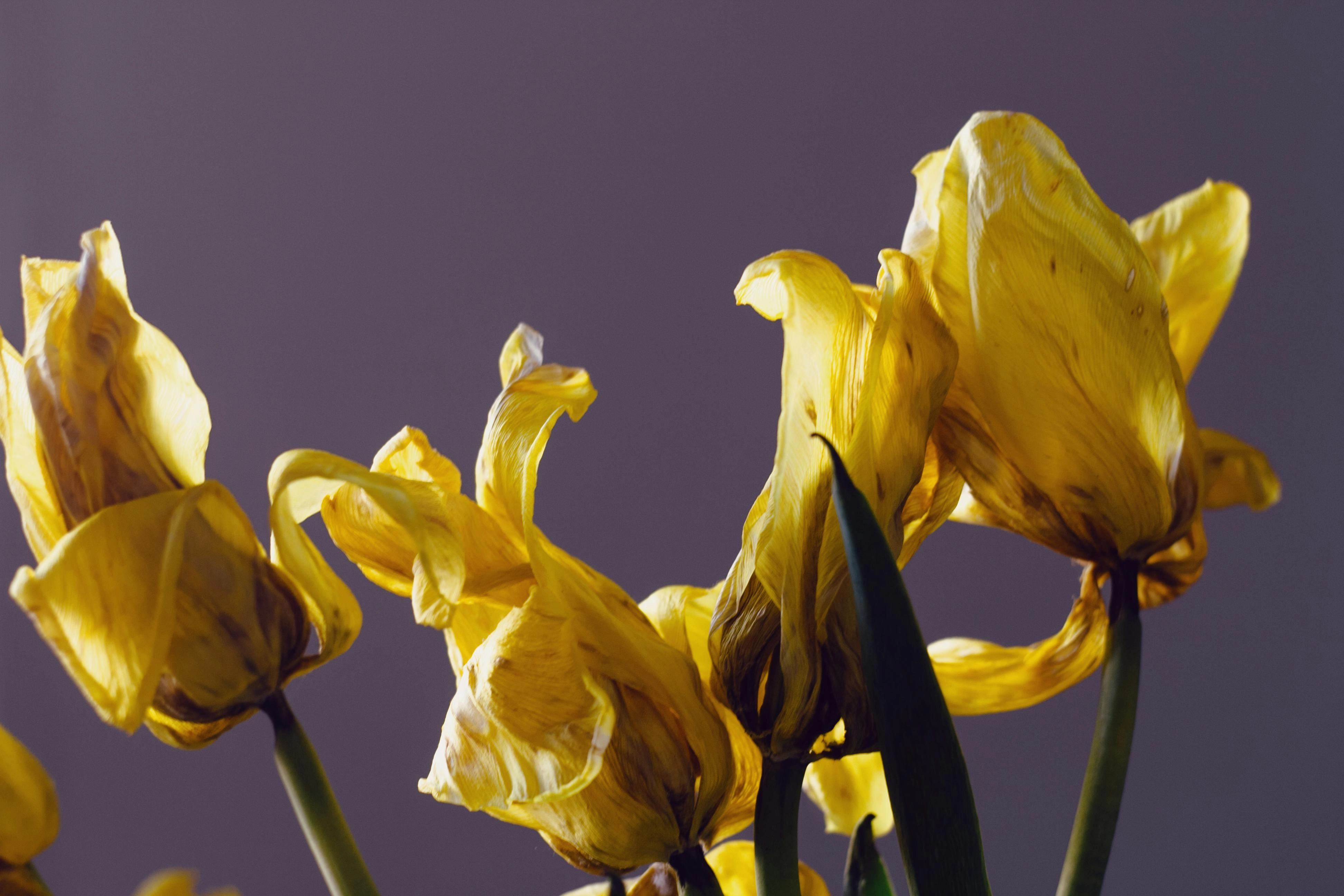Wilting Yellow Tulips
