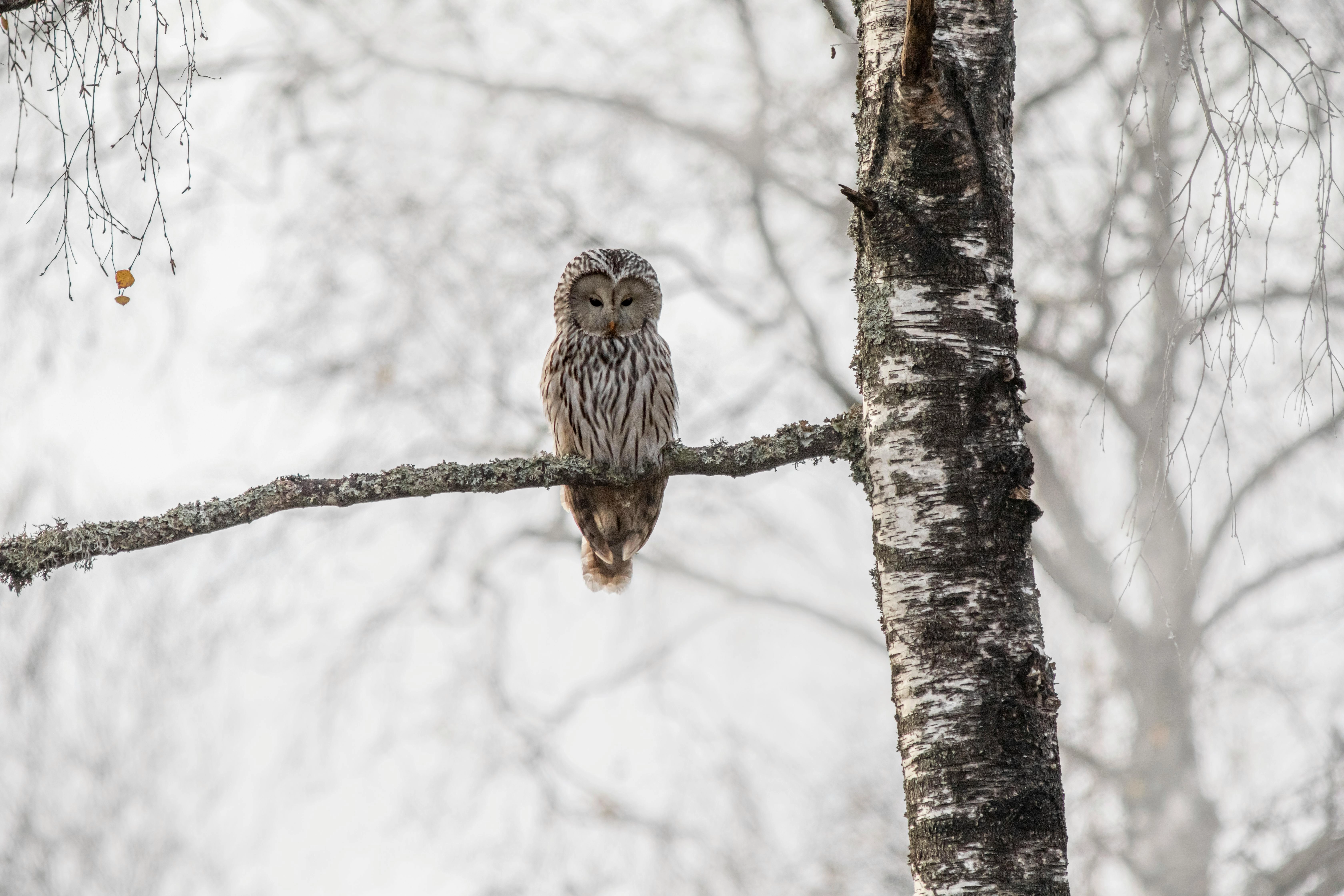 Winter Owl on Birch Branch