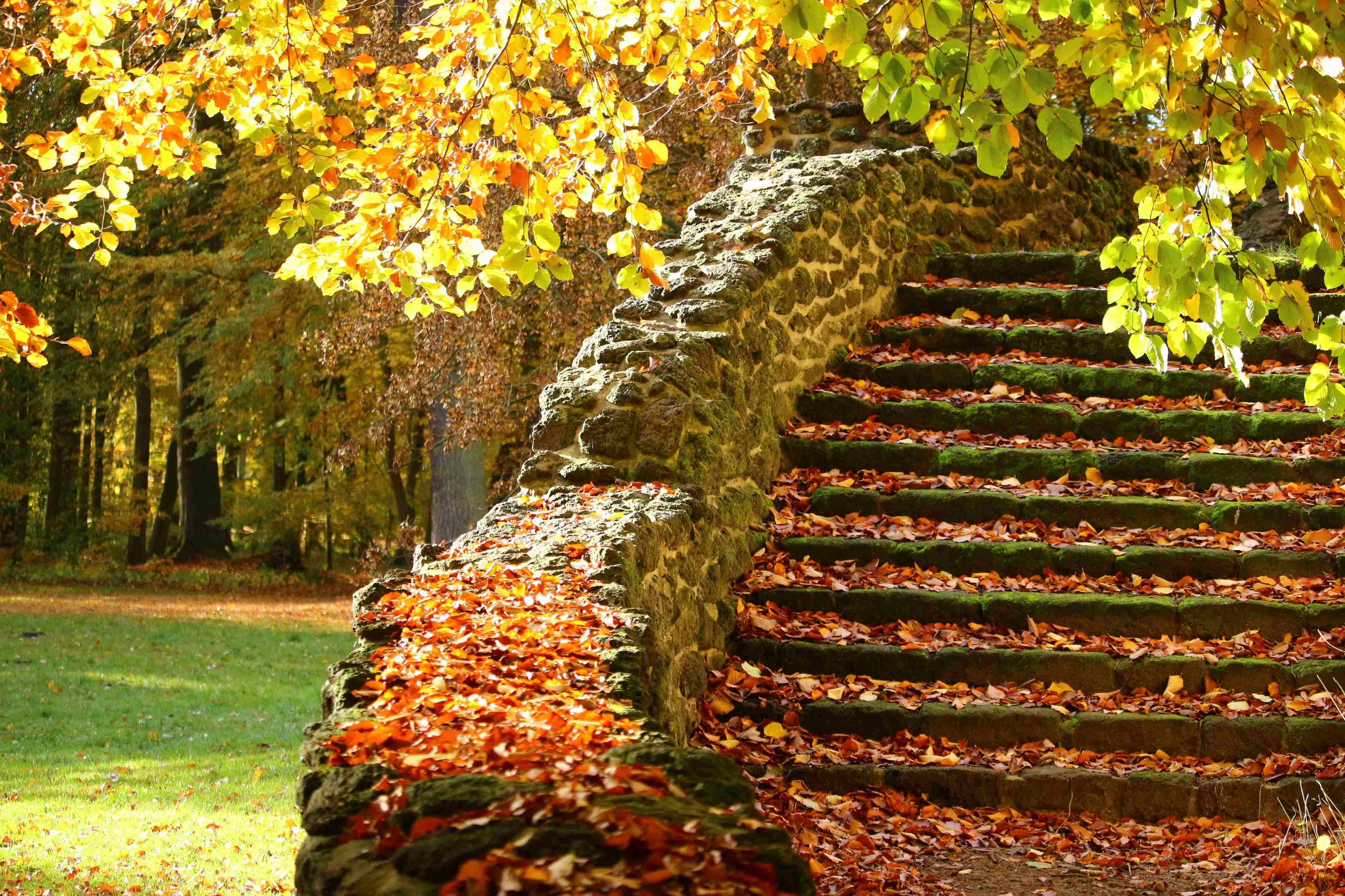 Autumn Stairway in Forest Autumn Stairway in Forest