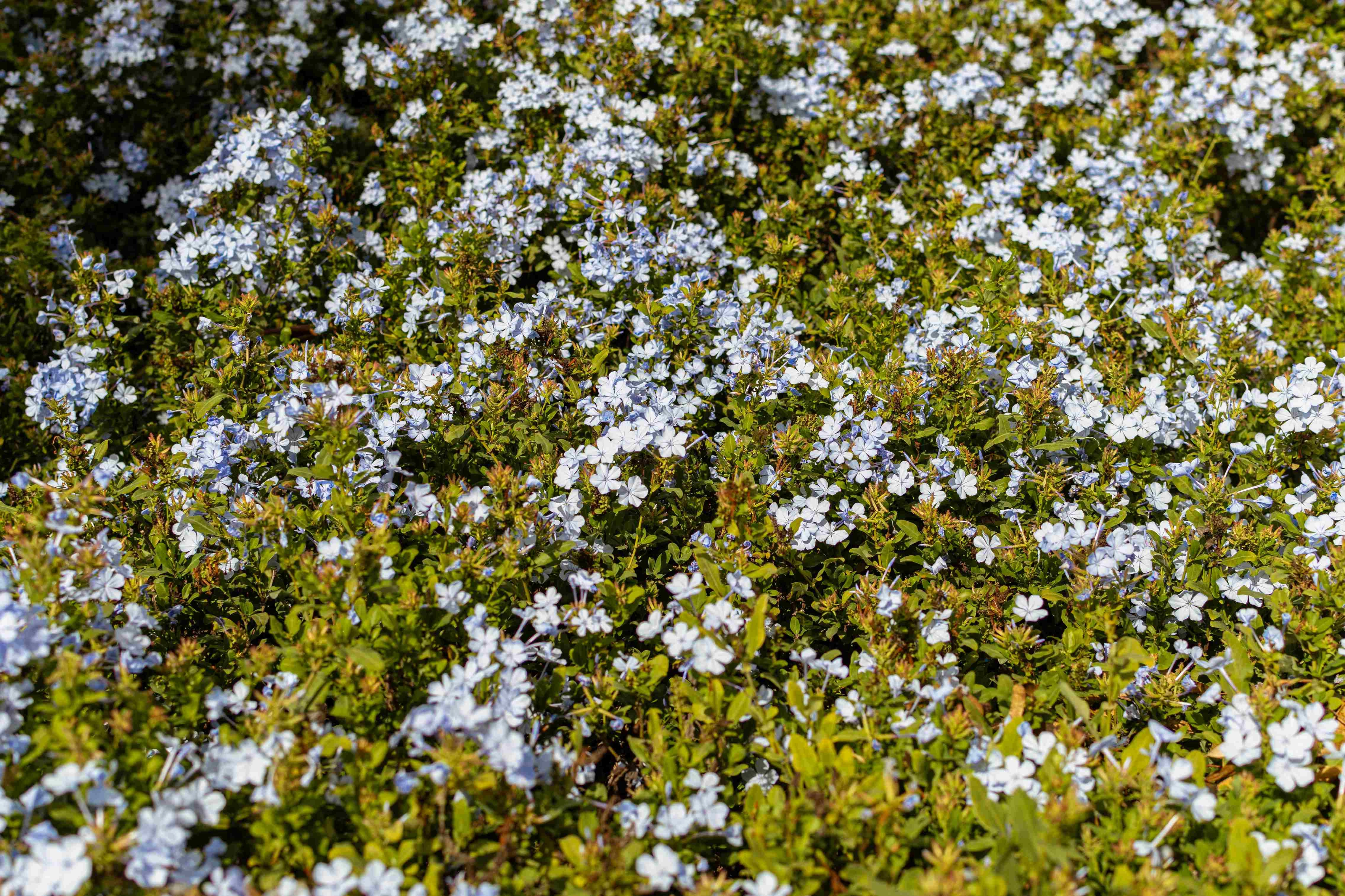 Blooming White Plumbago Flowers Blooming White Plumbago Flowers