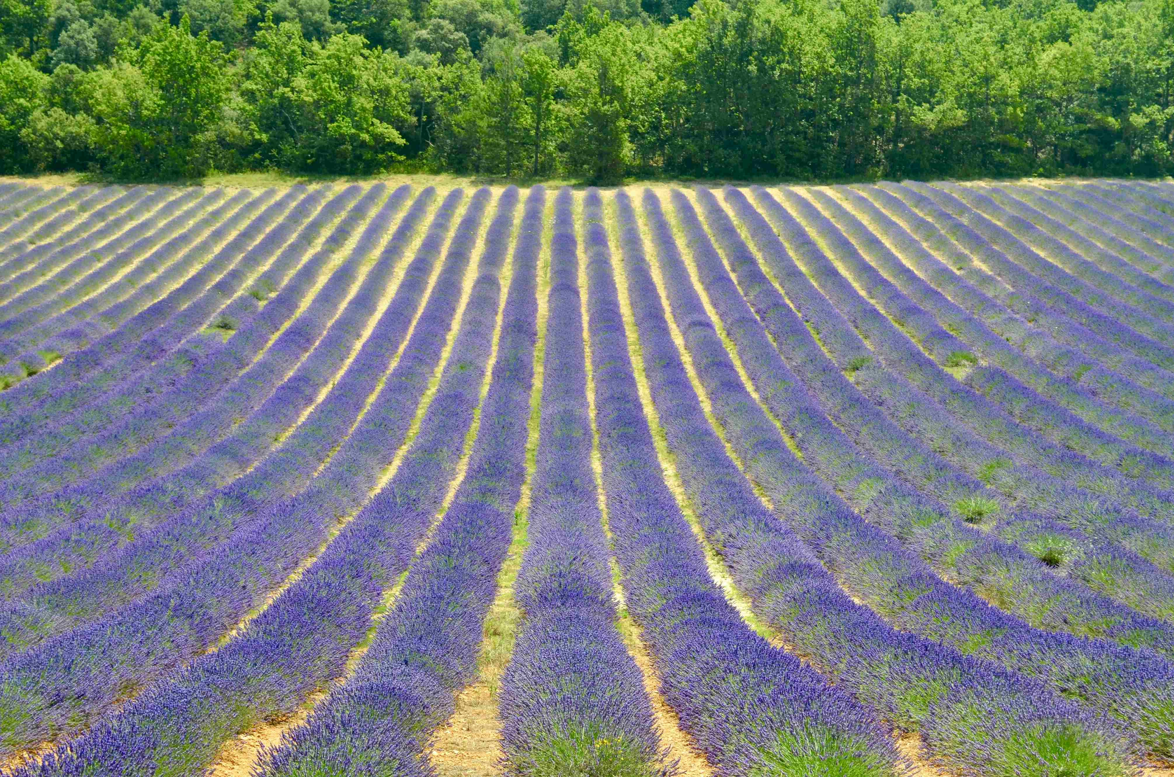 Lavender Field in Provence Lavender Field in Provence