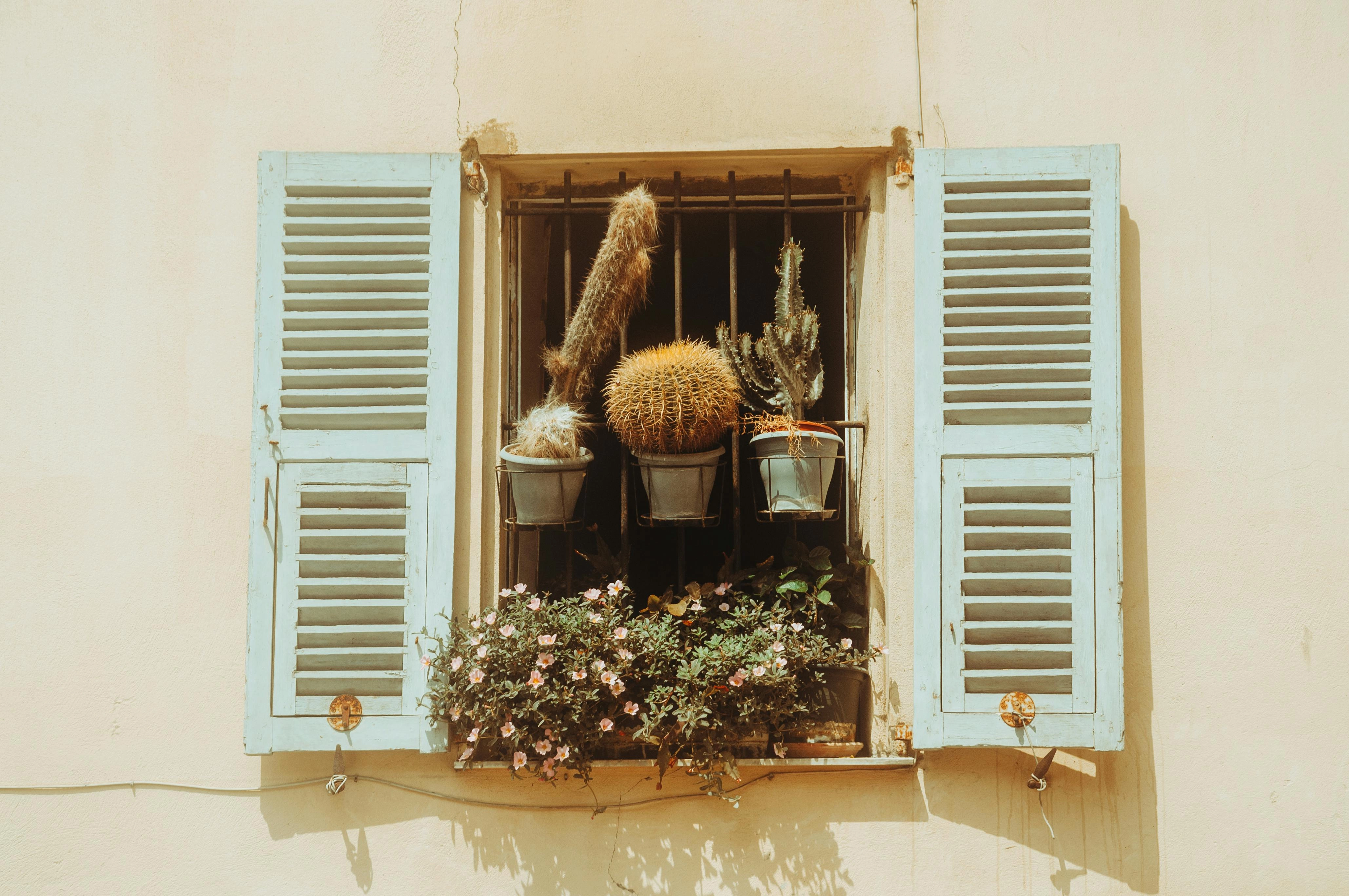 Mediterranean Window Cacti Display