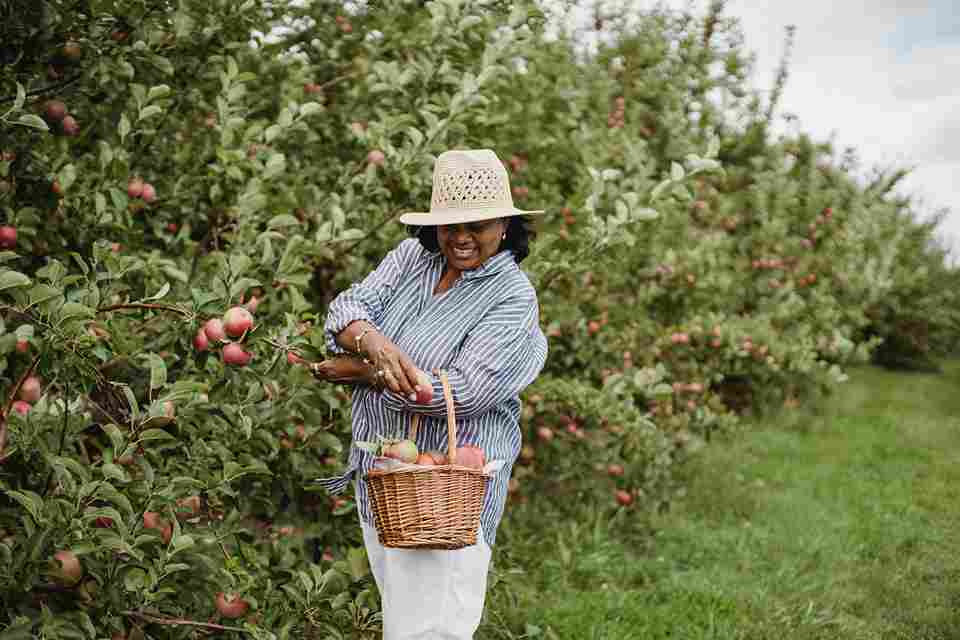 Apple Picking in Orchard Apple Picking in Orchard