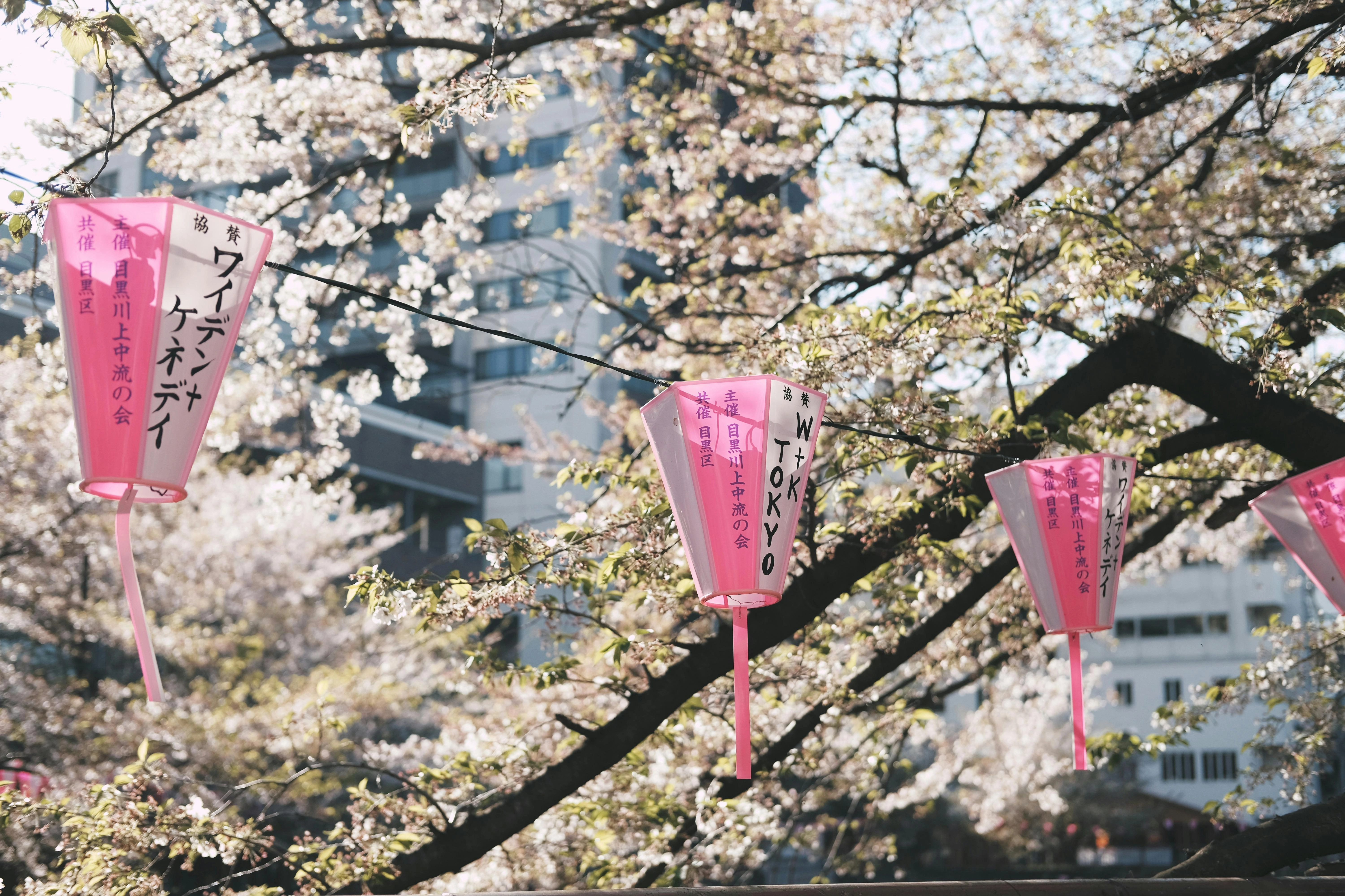 Cherry Blossom Festival Lanterns
