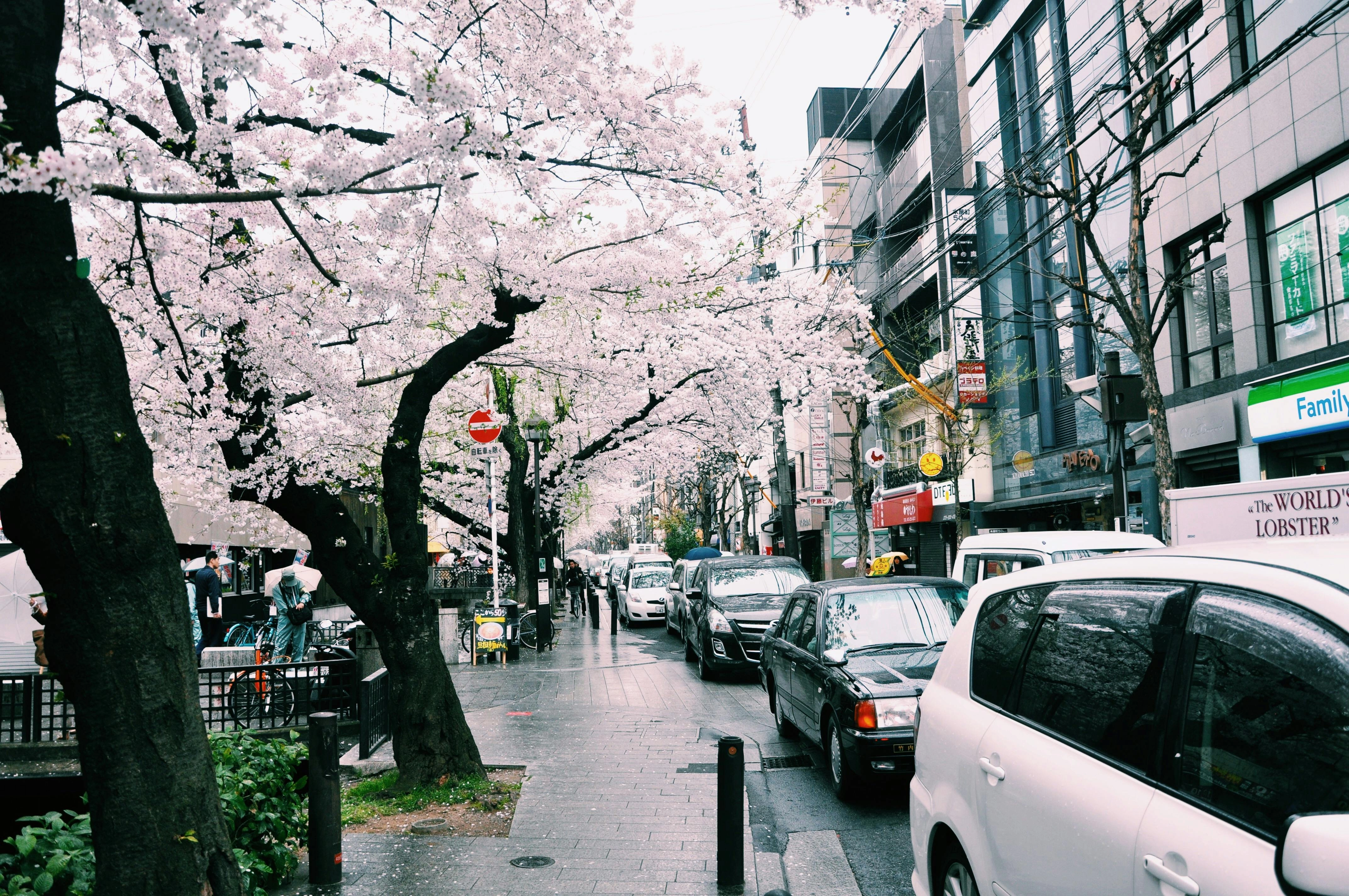 Cherry Blossom Urban Street