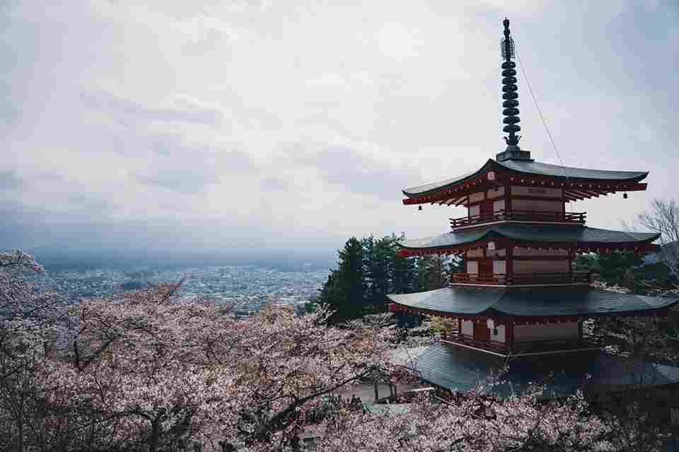 Cherry Blossoms and Pagoda Overlook