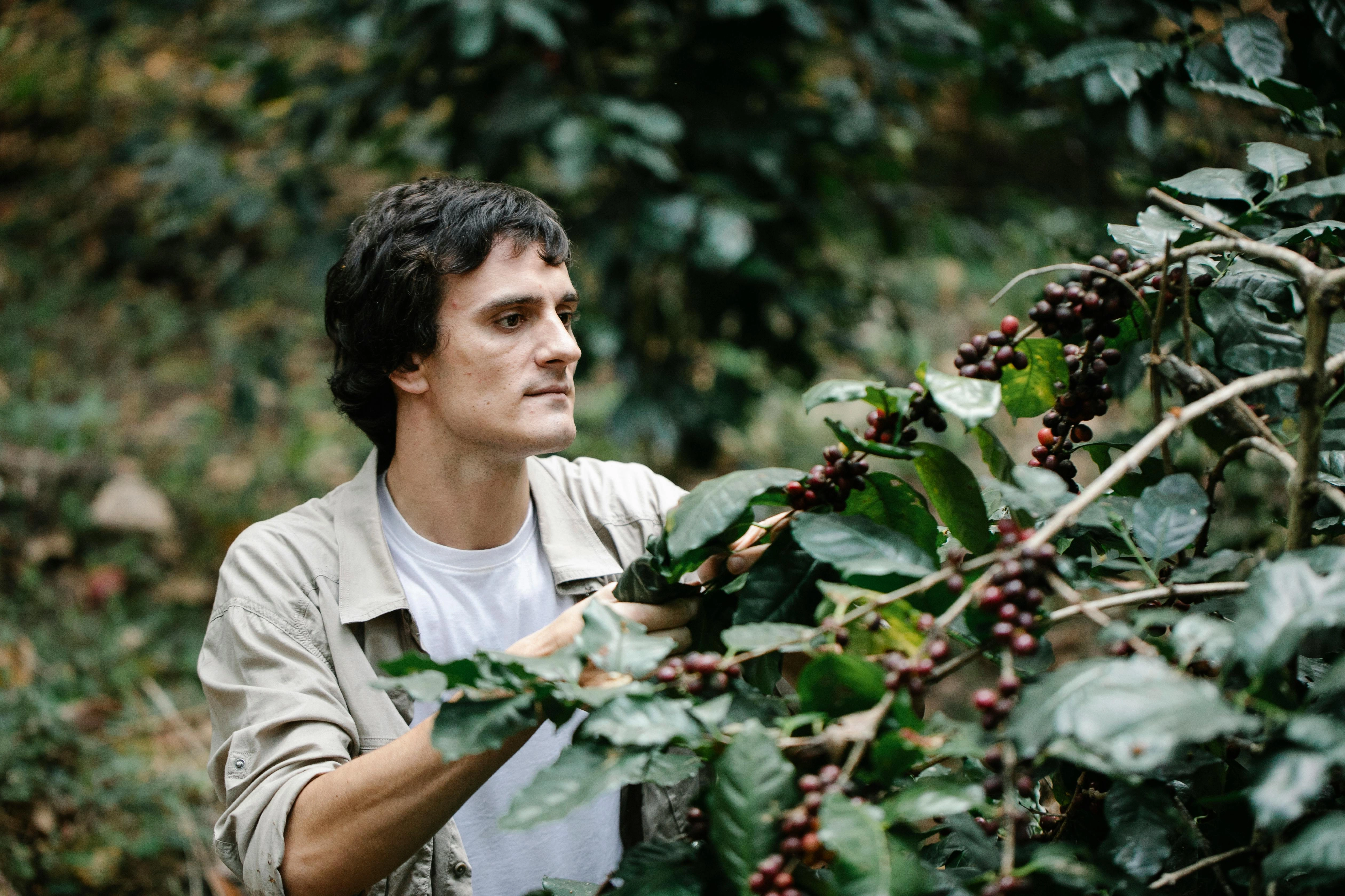 Coffee Harvester Inspecting Crop Coffee Harvester Inspecting Crop