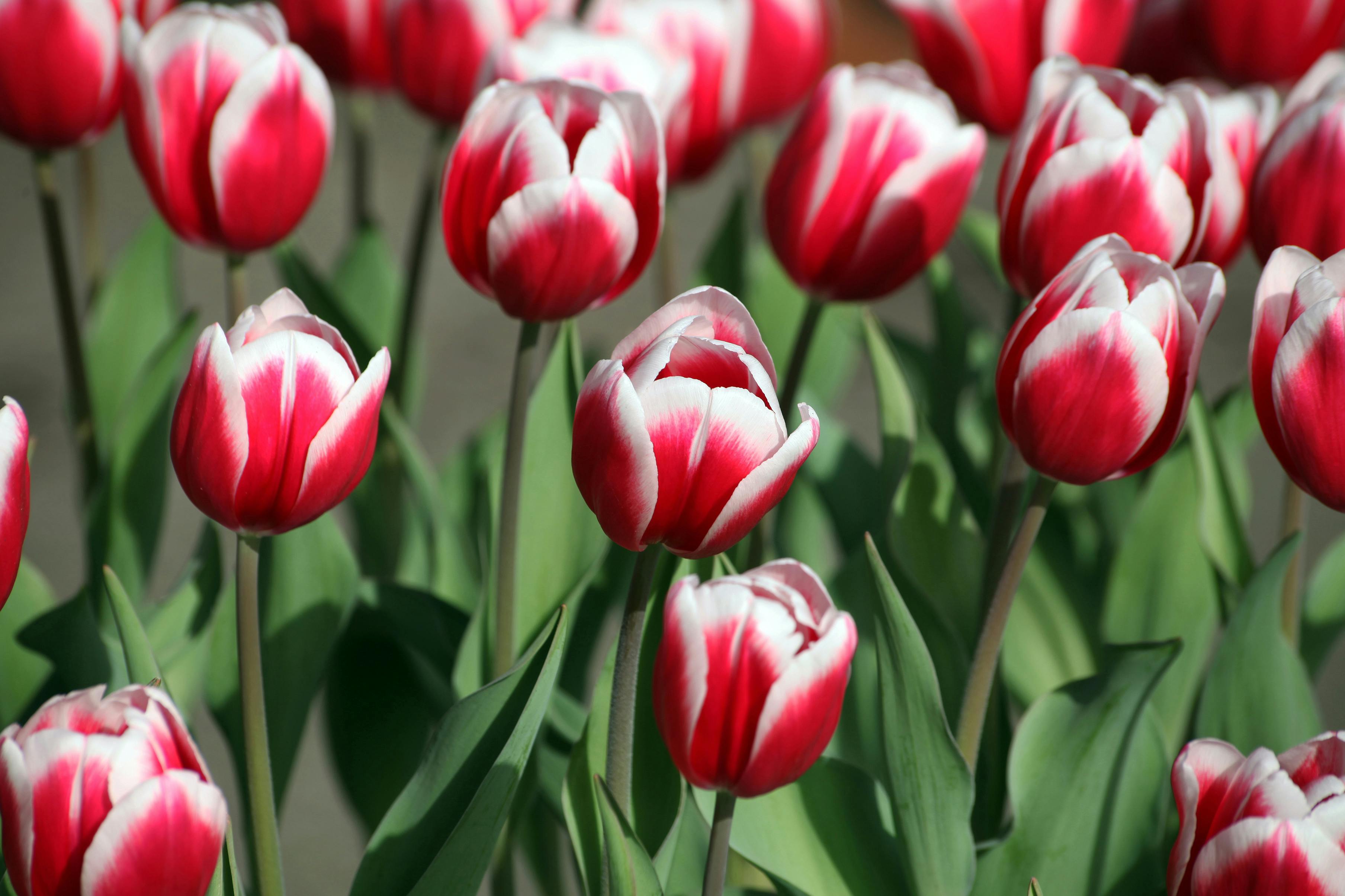 Red and White Tulips Red and White Tulips